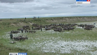 Какие проблемы позволит решить долгожданный закон «Об оленеводстве»?