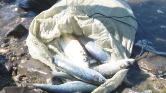 Ловят рыбу в ледяной воде и за сотню метров от берега: на Сахалине начался нерест сельди 