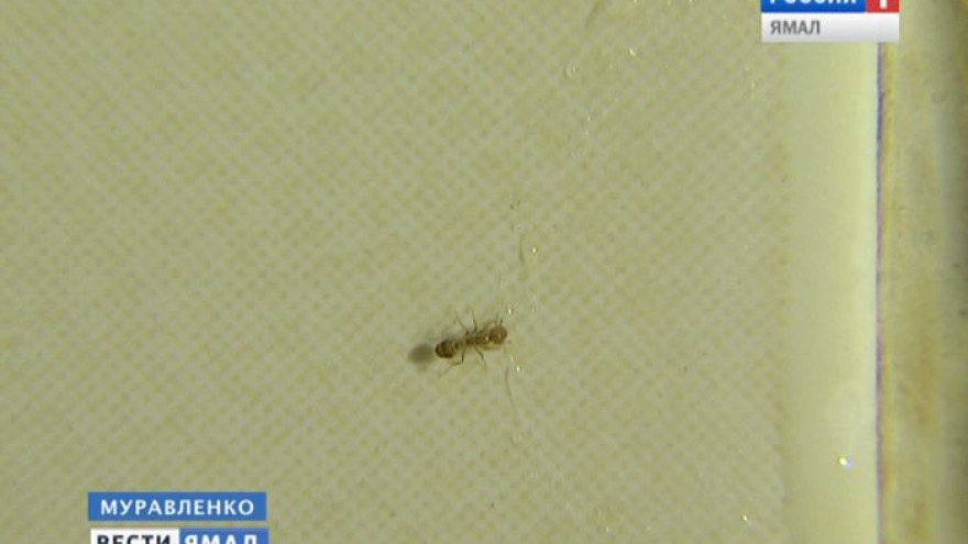 Нападение шестилапых. Квартиры муравленковцев обживают нетипичные для Ямала муравьи