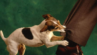 Ученые выяснили, каких людей собаки кусают чаще