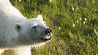На острове Белый «в гости к экологам» захаживает полярный медведь