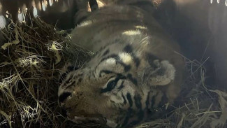 Реабилитация опасного хищника: в Хабаровском крае спасают раненного тигра