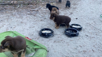 Вопиющая жестокость: щенков оставили замерзать на улице в Пурпе
