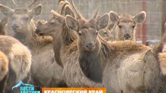 В Красноярском крае в дикую природу выпустили годовалых маралов, но они попытались вернуться