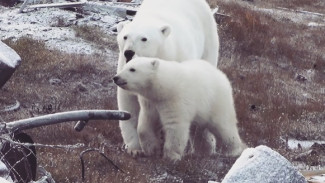 Арктические приключения. На Чукотке вступить в схватку с белым медведем - дело обычное (ВИДЕО)