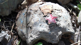 Герои найдены: поисковики Ямала открыли счет «Вахты памяти» в Новгородской области