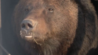 Хабаровский медведь отказался следовать зову природы