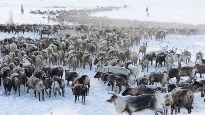 В Ямальском районе ЯНАО за оленями начнут следить с помощью спутников
