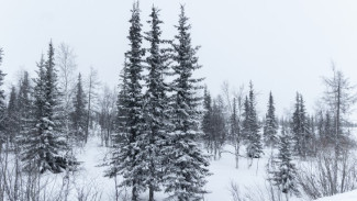 200 салехардцев получили законные разрешения на вырубку ёлочки в лесу