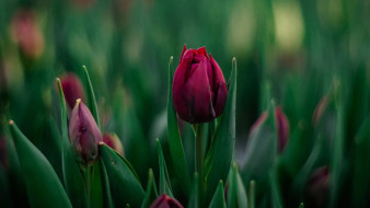 Ямальские бизнесмены открывают тюльпановый сезон для северянок