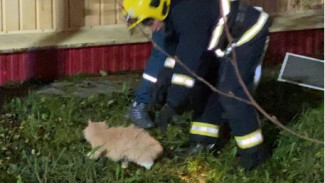 В сеть попало видео как из ночного пожара в Ноябрьске спасатели эвакуируют кота
