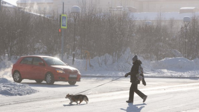 Администрация Салехарда утвердила список официальных зон для выгула собак без поводков