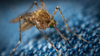 Пять простых средств, которые помогут избавиться от укусов комаров 