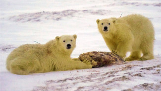 Эвакуированные из вахтового поселка в ЯНАО медвежата осваивают новую территорию