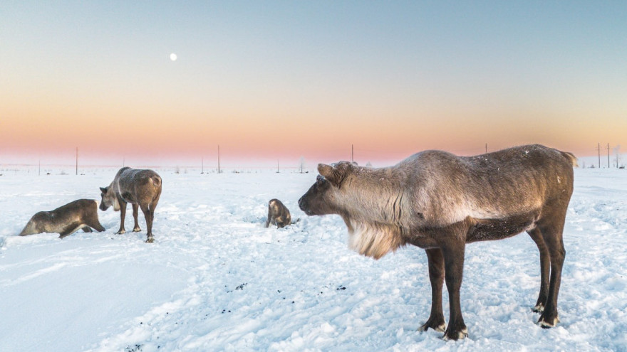 Сфера туризма на Ямале встречает первых путешественников 2026 года