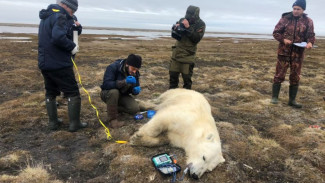 На Ямале ученым удалось надеть GPS-ошейники на двух белых медведиц 