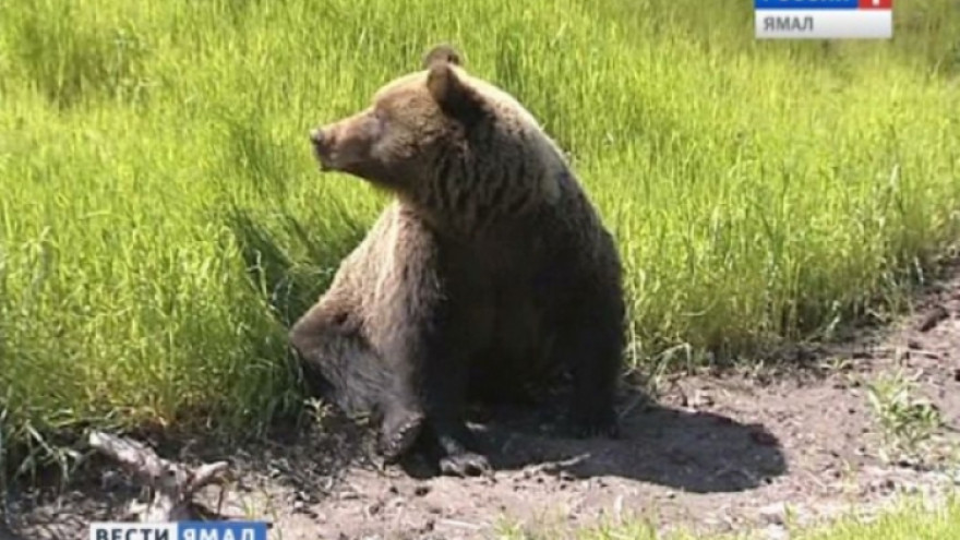 Выживший после встречи с медведем тундровик рассказал подробности их схватки