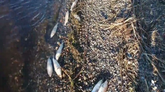 «Запах – неимоверный!» Очевидцы обнаружили в районе Горнокнязевска большое количество мертвой рыбы