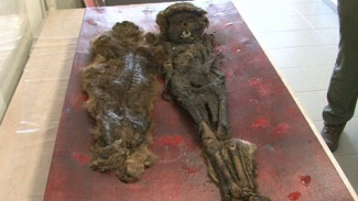 В поисках новой мумии: чем же так интересен могильник Нюрымпослор?