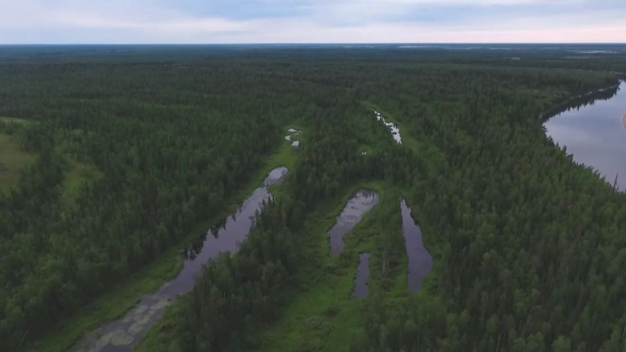 Губернатор Ямала поздравил работников леса и лесоперерабатывающей промышленности с профессиональным праздником