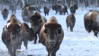 Канадские бизоны прибыли на историческую родину: Якутия стремится восстановить популяцию реликтовых исполинов