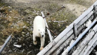 Рабочие встречи с медведями и уборка мусора - волонтер об острове Вилькицкого