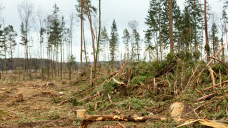 Особо крупный размер: ямальца задержали за незаконную вырубку леса