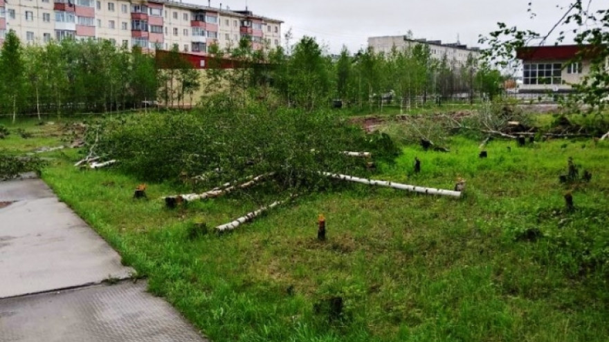 «Клятвенно обещали пересадить эти деревья». Надымчан оставили без берёзовой рощи