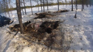 На Ямале обнаружили шкуры десяти убитых лосей
