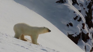 Спасти главный символ Арктики: в Якутии появится заповедник «Медвежьи острова»