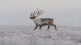 За изгородь из вольной тундры: оленей Ямальского района хотят переселить в Надымский