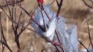 Во благо окружающей среде: Роспотребнадзор предложил найти альтернативу пластиковым пакетам