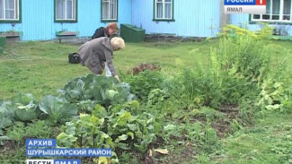 Школьный огород, или Любовь к земле с детства. Юные аграрии Шурышкарского района готовятся к зеленому сезону