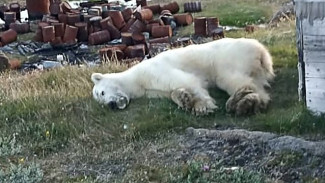 Полярный медведь в Диксоне с застрявшей консервной банкой во рту спасен 