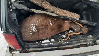 На Ямале поймали убийц самки дикого северного оленя