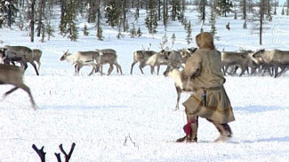 Поддержим коренное население Ямала. С нового года увеличат выплаты тундровикам