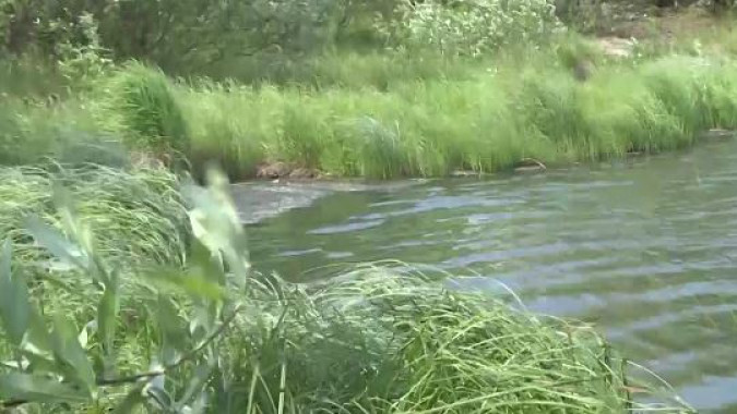 Вонючая речка. Речка данилиха пермь. Река озерейка новороссийск. Река яуза мытищи. Река вонючий дунай.