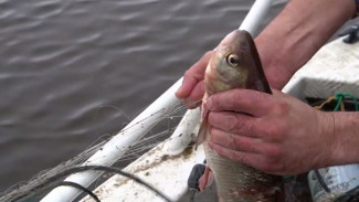 Нарыбачили на «уголовку»: на Ямале рыбохрана поймала больше двухсот нарушителей