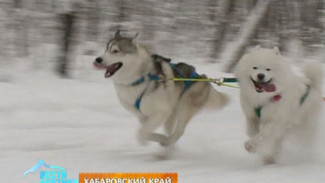 И на лыжах, и на лапах. В Хабаровске набирает популярность скиджоринг