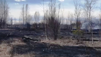 В Ноябрьске из-за загоревшегося автомобиля вспыхнул лес
