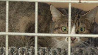 На Ямале пять кошек и две собаки обрели дом благодаря Дню открытых дверей в приютах