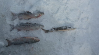 Попался с поличным: на Ямале мужчина пытался добыть запрещенную рыбу