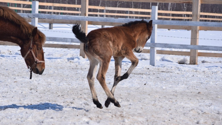 В Салехарде на лошадиной ферме появился первый в 2023 году жеребёнок