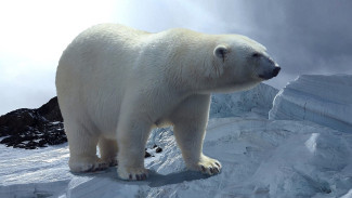 Ученые: на Ямале становится все больше белых медведей-каннибалов 