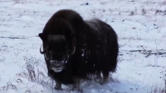 Овцебыки с Ямала поедут в Пермский зоопарк