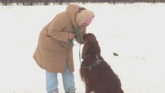 Собаки - спасатели: в Архангельской области владельцы тренируют своих питомцев для службы в отряде «ЛизаАлерт»