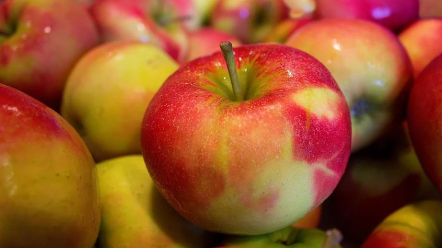 Скрытая угроза: когда яблоки могут быть опасны для жизни и здоровья