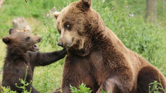 Медведицу с медвежонком заметили недалеко Надыма