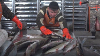 10 тысяч тонн рыбы выловили в этом году северные добытчики