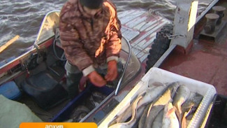 Горковский рыбозавод перевыполнил план прошлого года по рыбодобыче на 440 тонн